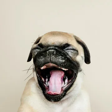 极速飞艇 APP 界面